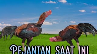 Induk jantan baru #katurangganayam #ayamkhoyngon #ayambangkokindonesia