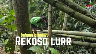 Proses Tebang Bambu Petung Bahan khusus Layangan, Rekoso nanging bahagia