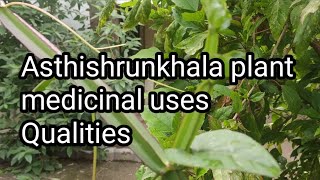 How to identify Asthishrunkhla Hadjod plant? Medicinal uses #hadjod #ayurveda