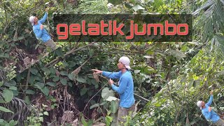 MEMIKAT GELATIK SUPER JUMBO