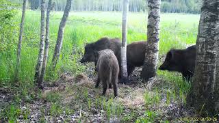 Wild Boar Eating Salt/Mežacūkas pie sāls