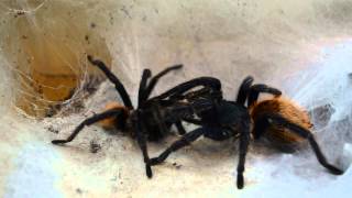 Nieudana proba kopulacji / unsuccessful mating Chromatopelma cyaneopubescens