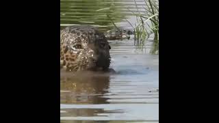 Ягуар в напряжённой подводной схватке