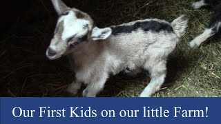 Our First GOAT BABIES(kids) on our farm!