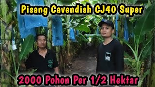 Pisang Cavendish CJ40 Super || Kebun Abah Munir 2000 Batang Pisang ||