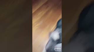 yoo pudgey let's go brush are teeth(funny things on tiktok)