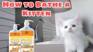 How to Bathe a Kitten | 8 weeks old Kitten first bath