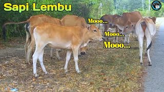 Sapi Lembu jinak main pinggir jalan di siang hari #sapi #lembu #cows #suarasapi #lembujinak