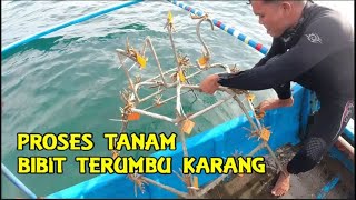 Menanam terumbu karang