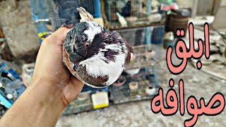 قلبت الدنيا 🕊️🔥ف القصوص✅وخلى بالك القرش ف الشخشولى 🕊️🦜