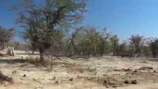 Elephants at Hwange National Park, Zimbabwe, Africa