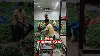 Nandurbar Chilly Export - G4 Gauri