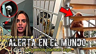 ALERTA en el MUNDO por PERROS que están ACTUANDO COMO HUMANOS