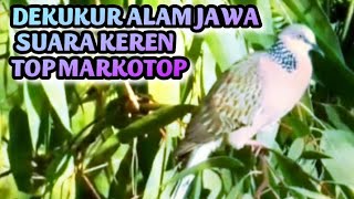 Dekukur jawa suara keren top markotop #dekukur #burungdekukur