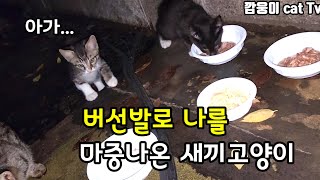 배가고파 문밖에서 버선발로 나를 마중나온 길고양이