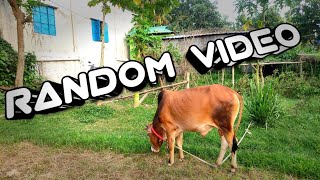 A random Day at Purbasha Agro || Purbasha Agro