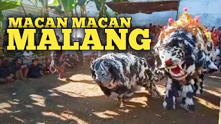 MACAN MACANAN (MALANG)