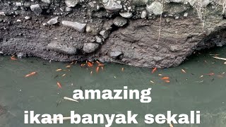 🔴Amazing‼️cukup di obok obok‼️ikan melimpah‼️musim kemarau‼️