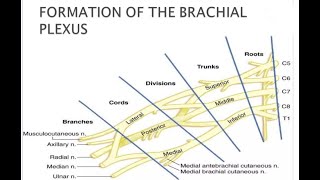 Brachial Plexus Part 1