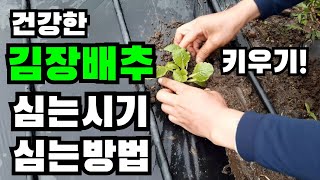 김장배추심는시기, 김장배추파종시기, 김장배추심는방법, 김장배추재배방법, 김장배추 밭만들기