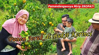 Panen Jeruk Segar Termanis di Tengah Kebun Kayu Manis Kerinci, Pemandangan Mirip EROPA #panenbuah