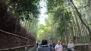 Arashiyama The bamboo forest path