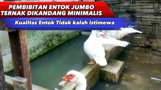 PEMBIBITAN ENTOKJUMBO TERNAK DIKANDANG MINIMALIS KUALITAS TIDAK KALAH ISTIMEWA #viral #entokjumbo