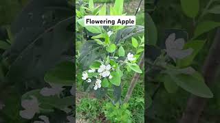 Flowering apples in the Philippines #highlights #farming #agricoolture