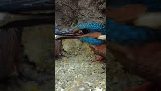 Kingfisher chick and her mom can breakfast#shortvideo