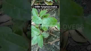 How to identify दमवेल - Tylophora Indicausefull in asthma#ayurvedlovers#ayurveda  #medicinalplant