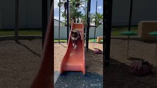 My dog loves going down the slide #bordercollie #dog #shorts #funny #犬 #ボーダーコリー #inshot #yearofyou