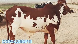 Low Cost Price Bachra for sale