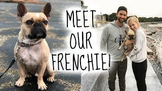 GETTING A FRENCH BULLDOG | WEEKLY VLOG #1