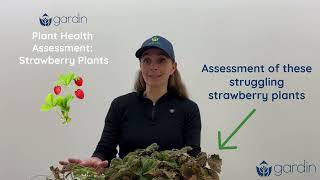 How to Assess Strawberry Plant Health