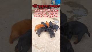 Puppies of Bhote Dog||Bhote kukurka Chhaura Haru#short#youtube short#