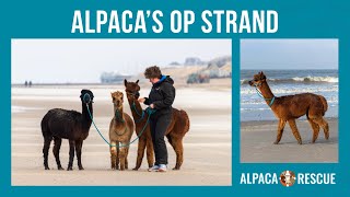 Alpaca's op het strand