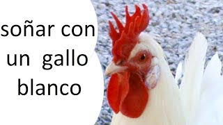 soñar con un gallo blanco / canal rayo solar