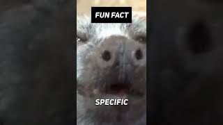 Fun Fact:🦇❤️ How do bats find love? #shorts #viral #facts #animals #nature