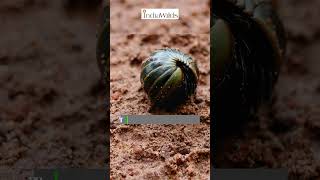 #Pill #millipede Uncoiling #shorts #nature #wildlife #environment #explore #travel #India #explorer