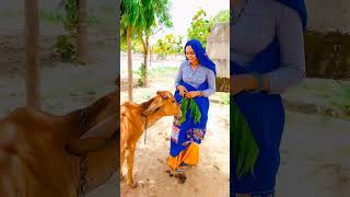 gujjar culture #viral #dance #songviral #trending #shorts