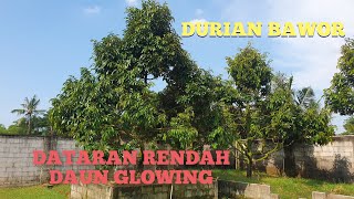 DURIAN BAWOR DI DATARAN RENDAH (UPDATE 27 MARET 2024)