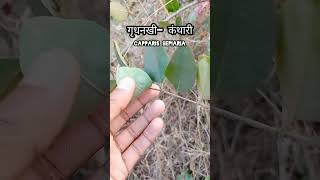 गृधनखी -कंथारीLatin name - capparis sepiaria#ayurvedic#ayurveda #medicinalplants #bamsstudents