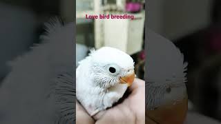 #lovebird chick 20 days