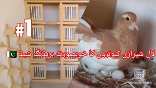 Best Pigeon Breeding Loft