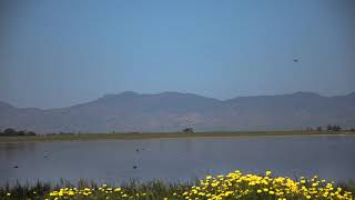 Kukla Wetlands / Kukla Sulak Alanı / Köprülü Gazimağusa Kıbrıs