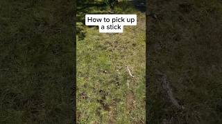 How to pick up a stick🌳