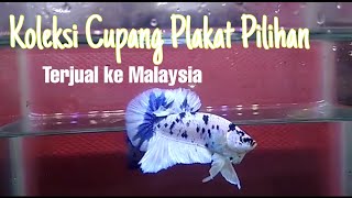 Koleksi Cupang Plakat Pilihan || Terjual ke Malaysia