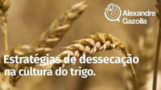 Estratégias de dessecação na cultura do trigo.