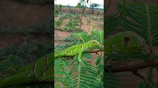 IGUANA-VERDE, (Iguana iguana)