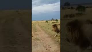 Lioness vs Lion // funny reaction